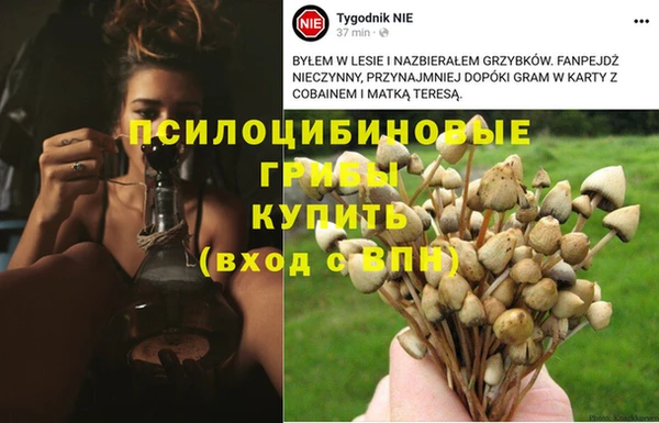 мяу мяу мука Великий Новгород